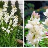 Тубероза — как правильно посадить и ухаживать за цветком в открытом грунте, чтобы насладиться его красотой и чарующим ароматом
